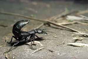 Devils Coach-horse Beetle Print