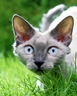 Feline Photography Prints: Devon Rex Cat In grass