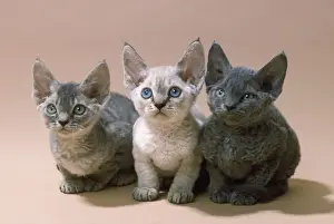 Cute Baby Cats Prints: Devon Rex Cat - three kittens