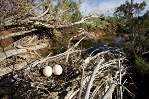 Diamond Dove - nest showing surrounding habitat Diamond Dove - nest showing surrounding habitat