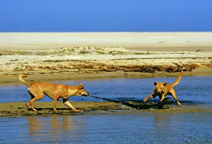 Dingo - chasing Lace Monitor Lizard (Varanus varius) Dingo - chasing Lace Monitor Lizard (Varanus varius)