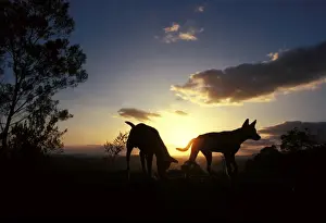 Sunset Animal Photography Prints: Dingo - silhouette of pair against setting sun