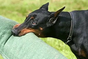 Jean Michel Labat Photos Prints: Doberman - biting on toy