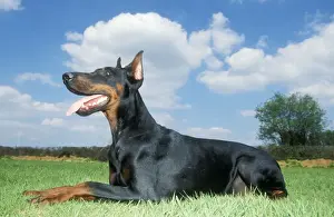 Johan De Meester Art Prints: Doberman Dog