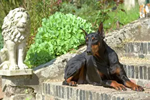 Jean Michel Labat Photography Prints: Doberman - lying on steps
