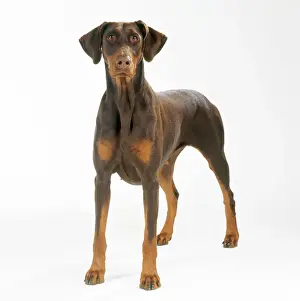 John Daniels Photography Prints: Dobermann Dog