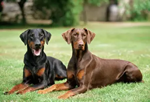 Dogs In The Garden Prints: Dobermann Dogs