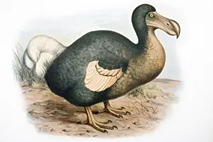 Raphus Cucullatus Prints: Dodo - extinct bird