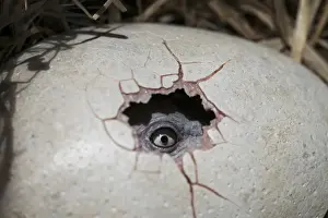 Dodo Hatching Egg Print