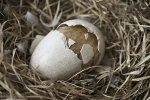 Extinct Bird Species Prints: Dodo - hatchling cracks eggshell in half