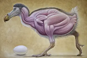Prints of JH-62 Dodo - muscle study Raphus cucullatus John Holmes Allies Prints: Ardea Wildlife Print - Dodo Muscle Study Raphus cucullatus