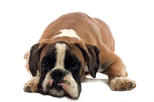 Dog - 6 month old Boxer puppy Dog - 6 month old Boxer puppy