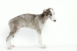 Dog - 6 week old Borzoi puppy in studio Dog - 6 week old Borzoi puppy in studio