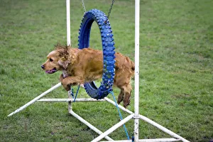 Dog agility - Cocker Spaniel jumping through hoop Dog agility - Cocker Spaniel jumping through hoop