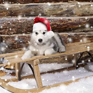 DOG - Alaskan malamute puppy on sledge wearing red Christmas Santa hat Date: 22-05-2021 DOG - Alaskan malamute puppy on sledge wearing red Christmas Santa hat Date: 22-05-2021