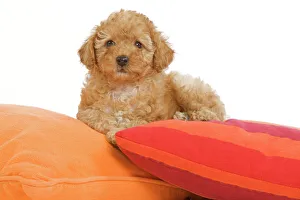 Dog - Apricot Poodle on cushions Dog - Apricot Poodle on cushions