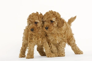 Dog - Apricot Poodle two in studio Dog - Apricot Poodle two in studio