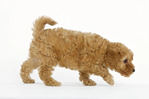 Dog - Apricot Poodle walking in studio Dog - Apricot Poodle walking in studio
