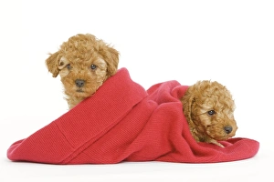 Dog - two Apricot Poodles in blanket Dog - two Apricot Poodles in blanket