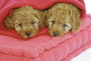 Dog - two Apricot Poodles on cushions Dog - two Apricot Poodles on cushions