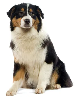 Dog - Australian Sheepdog / Shepherd Dog Dog - Australian Sheepdog / Shepherd Dog
