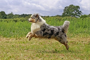 Dog - Australian Sheepdog / Shepherd Dog Dog - Australian Sheepdog / Shepherd Dog