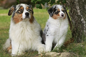 Dog - Australian Sheepdogs / Shepherd Dogs Dog - Australian Sheepdogs / Shepherd Dogs