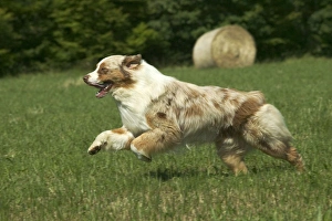 Dog - Australian Shepherd, running Dog - Australian Shepherd, running