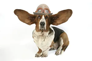 Dog - Basset Hound with ears up wearing flying hat with goggles Date: 22-07-2021 Dog - Basset Hound with ears up wearing flying hat with goggles Date: 22-07-2021