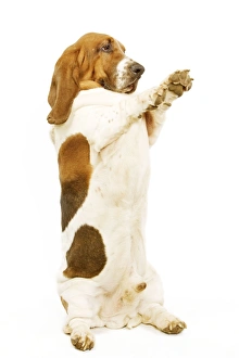 Dog - Basset Hound on hind legs, begging Dog - Basset Hound on hind legs, begging