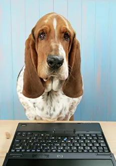 DOG. Basset hound at a laptop DOG. Basset hound at a laptop