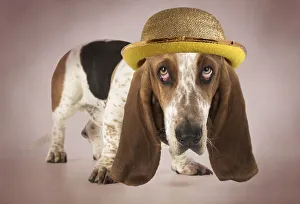 DOG - Basset Hound looking sad wearing gold bowler hat DOG - Basset Hound looking sad wearing gold bowler hat DOG - Basset Hound looking sad wearing gold bowler hat DOG - Basset Hound looking sad wearing gold bowler hat