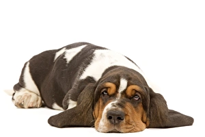 Dog - Basset Hound - lying in studio Dog - Basset Hound - lying in studio