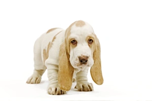 Dog - Basset Hound puppy in studio Dog - Basset Hound puppy in studio