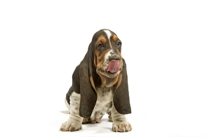 Dog - Basset Hound puppy in studio licking lips Dog - Basset Hound puppy in studio licking lips