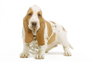 Dog - Basset Hound standing in studio wearing dollar sign necklace Dog - Basset Hound standing in studio wearing dollar sign necklace