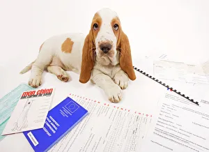 Dog - Basset Hound in studio with documentation including passport & vaccination records Dog - Basset Hound in studio with documentation including passport & vaccination records