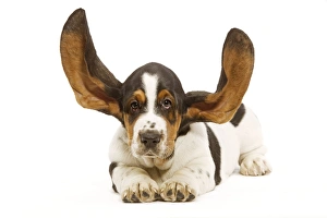 Dog - Basset Hound in studio with ears up Dog - Basset Hound in studio with ears up