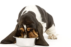 Dog - Basset Hound - in studio eating food from bowl Dog - Basset Hound - in studio eating food from bowl