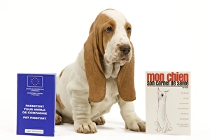 Dog - Basset Hound - in studio with pet passport and vaccination record Dog - Basset Hound - in studio with pet passport and vaccination record