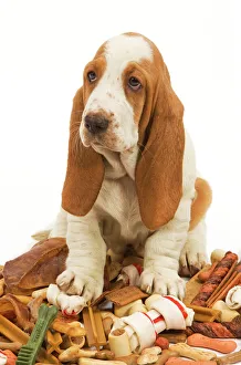 Dog - Basset Hound in studio sitting on a pile of dog treats / bones / chews Dog - Basset Hound in studio sitting on a pile of dog treats / bones / chews