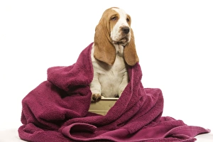 Dog - Basset Hound wrapped in pink towel Dog - Basset Hound wrapped in pink towel