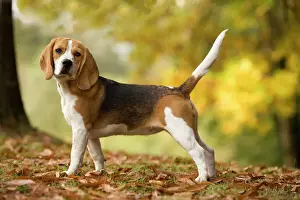 Prints of LA-5198 Dog - Beagle Jean-Michel Labat Please note that prints are for personal display purposes only and may not be reproduced in any way. Beagle Prints: Beagle Print by Jean-Michel Labat
