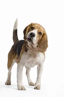 Ardea Wildlife LA-7379 Print: Beagle Portrait