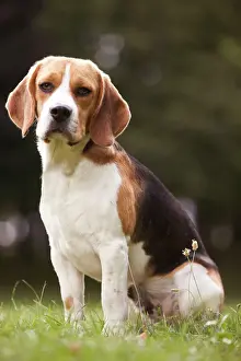 Prints of LA-1644 DOG - Beagle / English Beagle Jean Michel Labat Please note that prints are for personal display purposes only and may not be reproduced in any way. Beagle Prints: Beagle Print