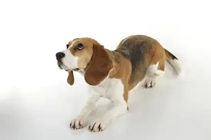 Beagle Dog Breeds Prints: Dog - Beagle - lying down