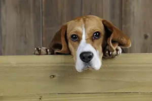 Beagle Dog Breeds Prints: Dog - Beagle - peaking over gate