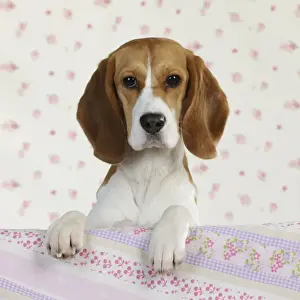 Beagle Dog Breeds Prints: Dog - Beagle - peaking over sofa