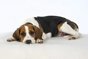 DOG. Beagle puppy ( 16 weeks old ), sleepy laying down, , studio, white background DOG. Beagle puppy ( 16 weeks old ), sleepy laying down, , studio, white background