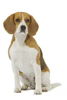 Beagle Dog Breeds Prints: Dog - Beagle in studio
